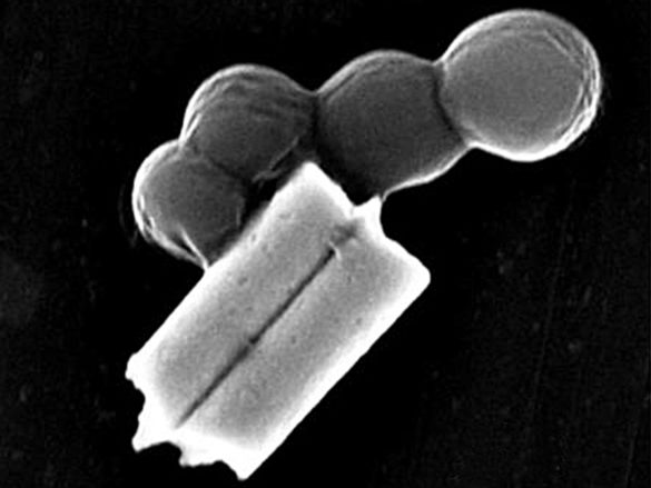 Tiny Robots in Disguise Combat Bacteria in the Blood